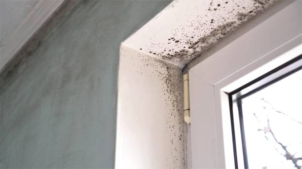 Home Mold Removal in Lyles, TN