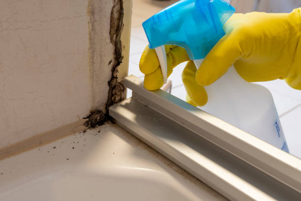 Crawl Space Mold Removal in Lyles, TN