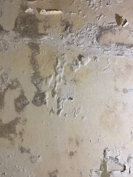 Best Attic Mold Removal  in Lyles, TN